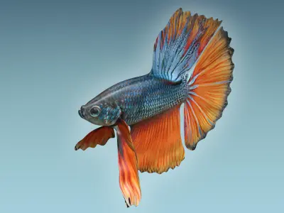 Betta Fish 9 3D model