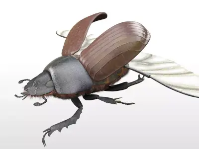 Dung Bettle insect Low-poly 3D model