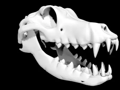 Dog Skull Low-poly 3D model