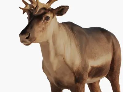 reindeer Zbrush 3D model