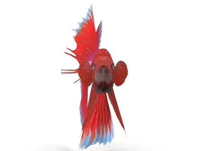 Betta Fish Low-poly 3D model