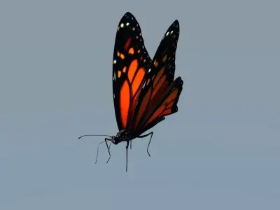 Monarch Butterfly Animated Rigged 3D model