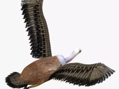 Vulture Bird rigged 3d mdoel Low-poly 3D model