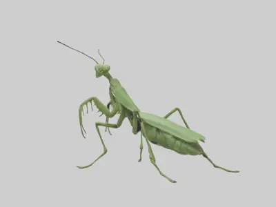 Standing Mantis Model Low-poly 3D model