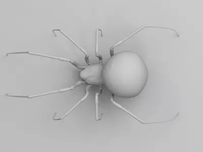 Black widow spider  v2 3D model