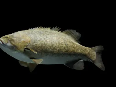 Smallmouth Bass Low-poly 3D model