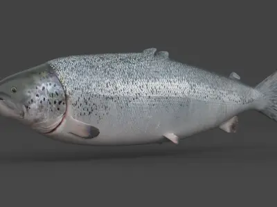 Salmon Fish 3D model