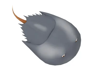 Horseshoe Crab Animated  Low-poly 3D model