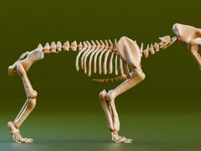 Relistic Mammals Fossil - Sabertooth Low-poly 3D model