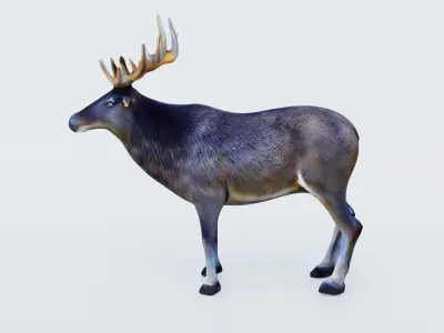 Elk Animal Free 3D model