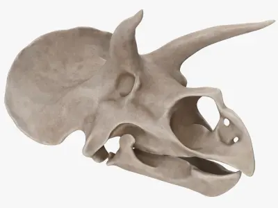 Triceratops Skull 3D model buy