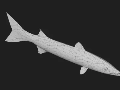 Barracuda Low-poly 3D model