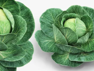 Leafy Cabbage Head Green 3D model