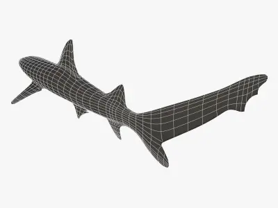 Whitetip Reef Shark Low-poly 3D model