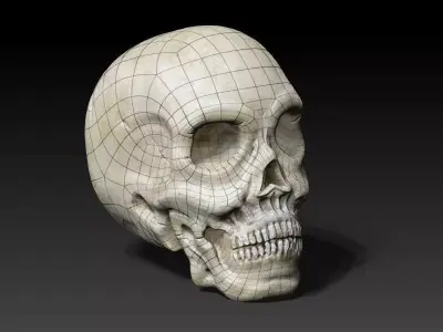 Human Skull Low-poly 3D model