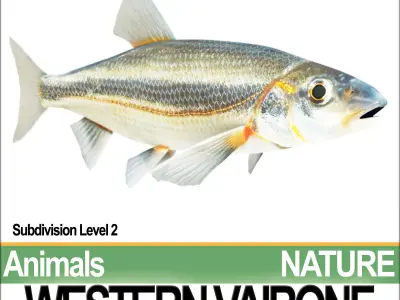 Western Vairone 3D model