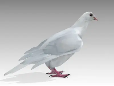 White Dove Low-poly 3D model