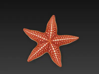 Starfish Realistic 3D Model Basic - Low Poly Realistic Low-poly 3D model