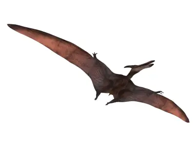 pterosaurs dinosaur flying Low-poly 3D model