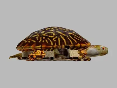 TURTLE LOW POLY box Free 3D model