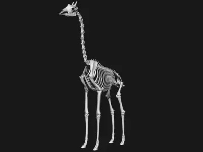 Giraffe skeleton 3D model