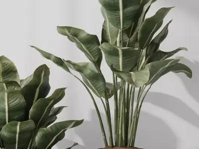 Premium Plant Set High Quality 3D Model Collection 3D model