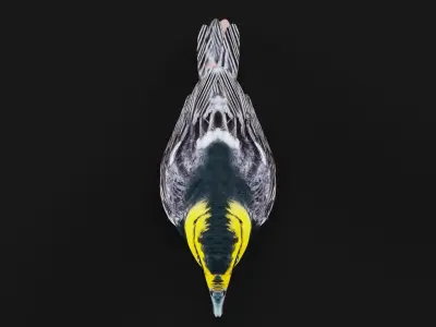 Golden Cheeked Warbler Songbird Low-poly 3D model