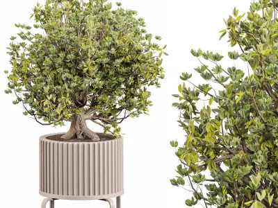 indoor plant set 010 3D model