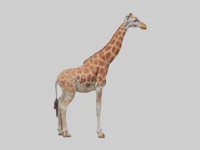 Reticulated giraffe Low-poly 3D model