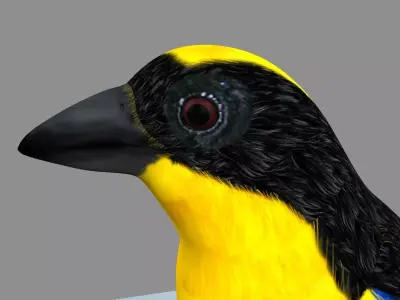 Blue winged mountain tanager close wings Rigged and Skinned 3D model