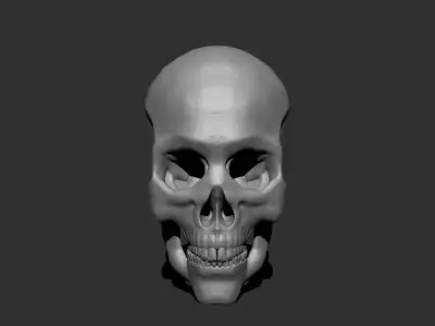 Anatomical skull 3D print model