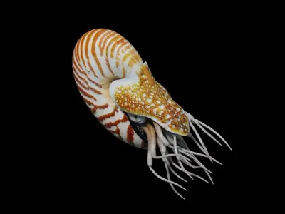 Chambered nautilus Low-poly 3D model