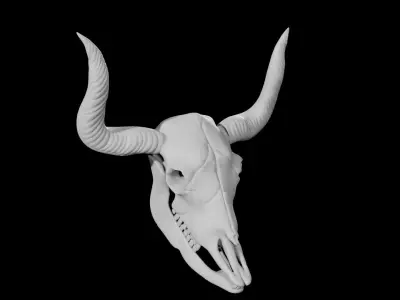Bull Skull Low-poly 3D model