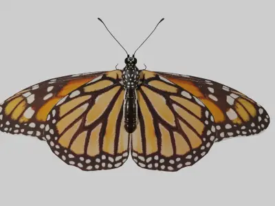 Butterfly Monarch Game Ready Low-poly 3D model