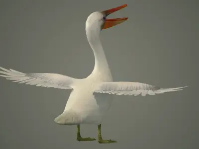 stork flamingo swan pelican cormorant bluetit pigeon  3D model