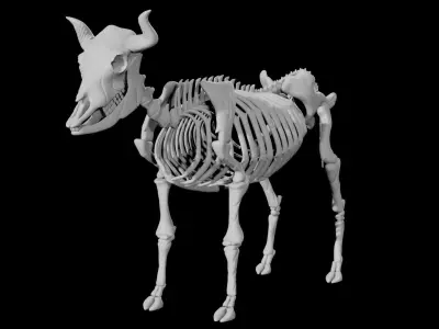 Cow Skeleton Low-poly 3D model