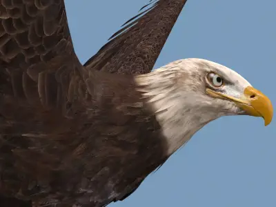 Pro Bald Eagle - 8k - 3d animated  3D model