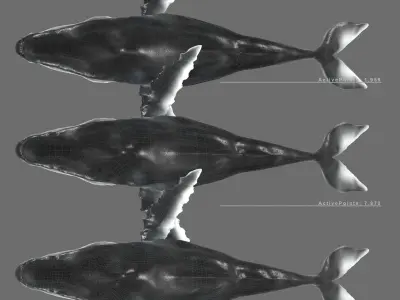 Humpback Whale Low-poly 3D model Low-poly 3D model