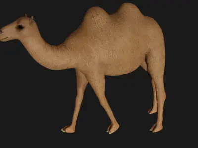 fully rigged low poly camel 3 Low-poly 3D model