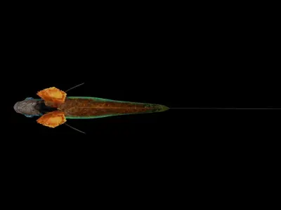 betta splendens Low-poly 3D model