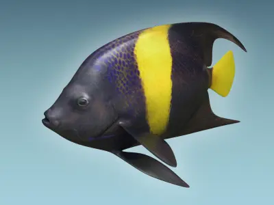 Anglefish 3 flying fish 3D model