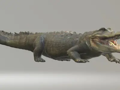 Florida Swamp Alligator 3D model