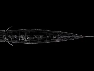 White Sturgeon 3D model