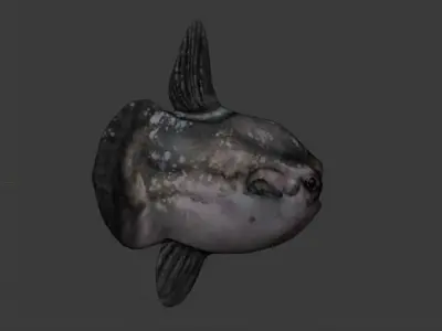 Ocean Sunfish  Low-poly 3D model