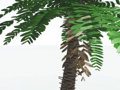 EVERYPlant Pseudoctnis Cycad LowPoly 4 --12 Models-- Low-poly 3D model