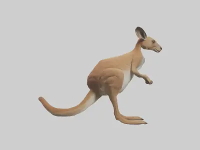 Kangaroo hopping model Low-poly 3D model