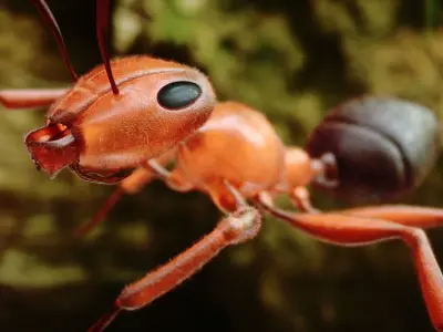 Ant 3D Animated Low-poly 3D model