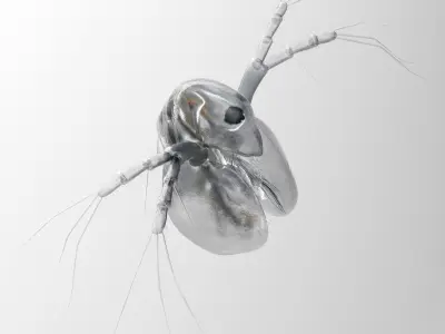 Daphnia insect 3D model