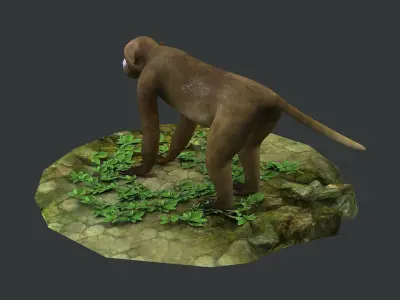 macaque monkey ape chimp africa savannah mammal 3D model