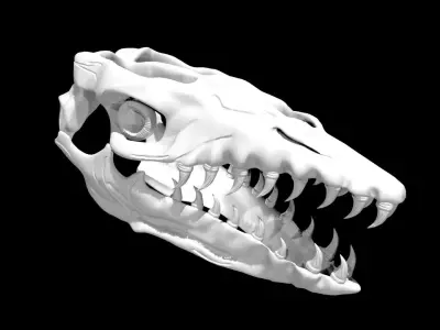 Mosasaurus skull Low-poly 3D model